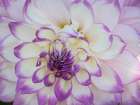 Oregon-Canby-Swam Island Dahlias-Dahlia flower close-ups Art Print